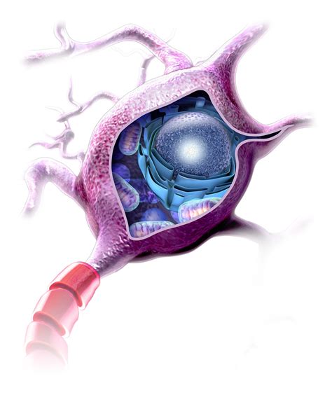 Nerve Cell Internal Structure - Portfolio - SayoStudio