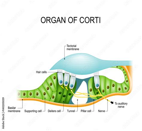 The organ of Corti in a cross-section Stock Vector | Adobe Stock