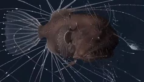 16 Amazing Deep-sea Anglerfish Facts - Fact Animal