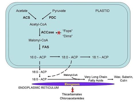 Fatty Acid Biosynthesis and elongation | Inhibitors of Fatty Acid ...