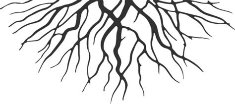 Roots Png - Roots Cartoon - Free Transparent PNG Download - PNGkey