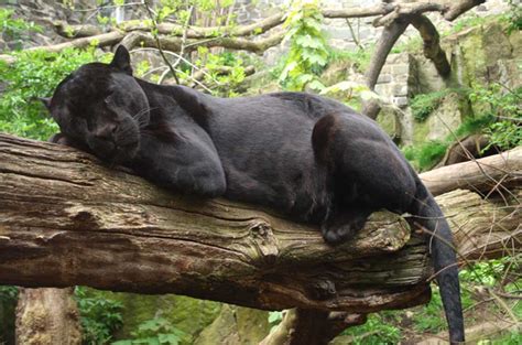 El Zoológico de Chapultepec presenta a un nuevo jaguar bebé