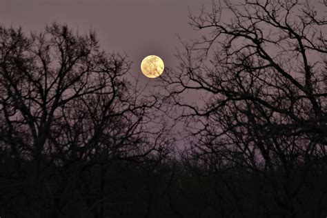 Full Moon Through The Trees Free Stock Photo - Public Domain Pictures