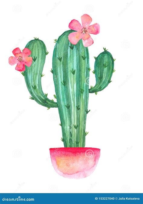 Blooming Cactus Branches in a Pink Pot with Flowers, Watercolor Drawing ...