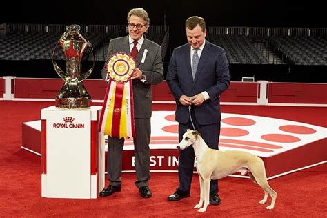 Winning Show Dogs: A Roundup of AKC National Championship Winners ...