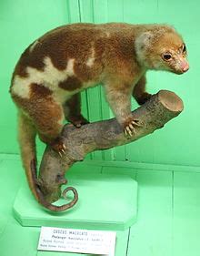 Common spotted cuscus - Wikipedia