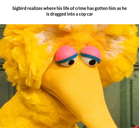 The best big bird memes :) Memedroid