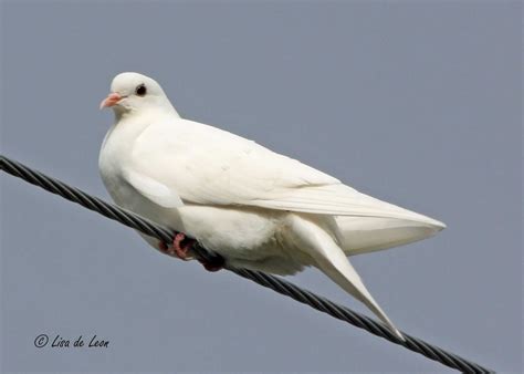 Birding with Lisa de Leon: White Dove