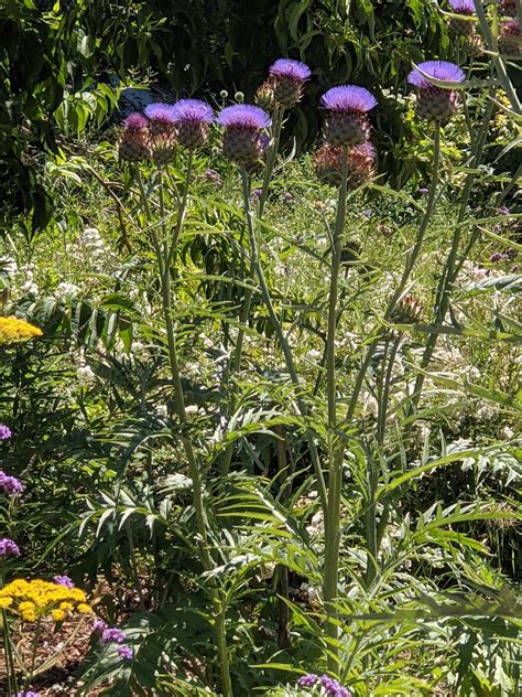 Cynara cardunculus – Secret Garden Growers