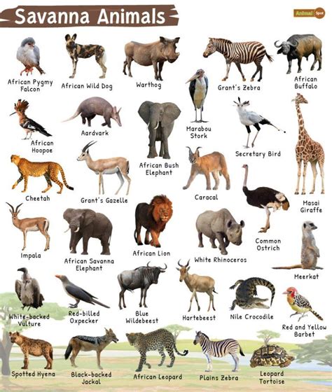 Savanna Animals List, Facts, Diet, Adaptations and Pictures