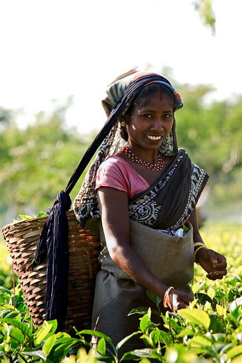 4 Women picking tea leafs in one of the many tea gardens of Assam