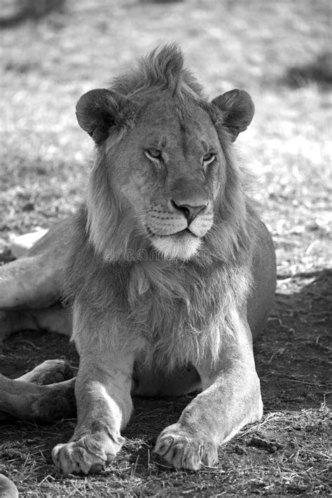 African majestic lion stock image. Image of portrait - 97189323