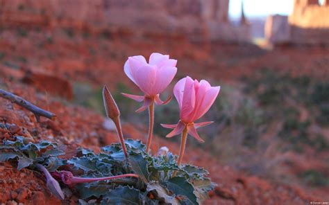 Desert Flower - Mystery Wallpaper