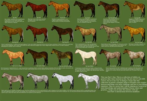 Types Of Horse Colors