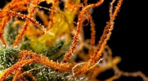 Nutrients for Cannabis plants: a guide for beginners | TNMNews.com