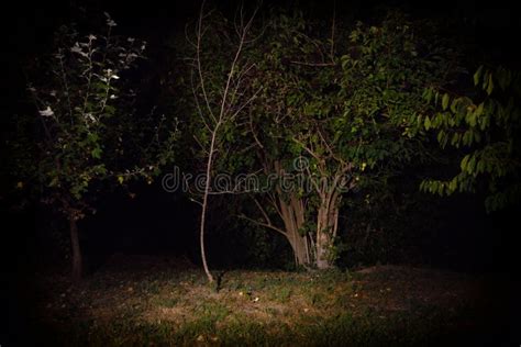 Trees by Night, Light Painting Nature. Stock Photo - Image of trees ...