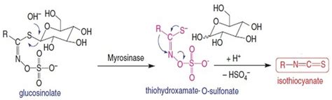 Molecular structure of isothiocyanate. | Download Scientific Diagram