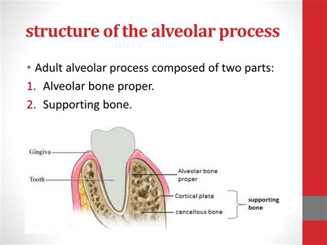 Alveolar Process