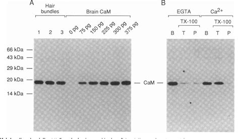 Figure 1 from Calmodulin and calmodulin-binding proteins in hair ...