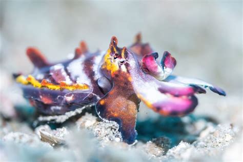 Flamboyant Cuttlefish – Metasepia Pfefferi - Lembeh Resort