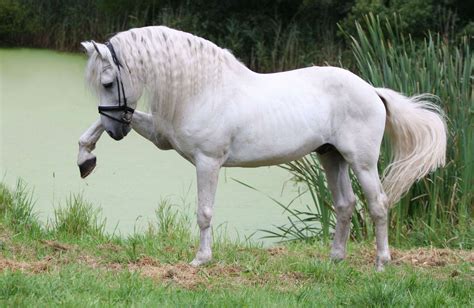 🔥 [10+] Andalusian Horse Wallpapers | WallpaperSafari