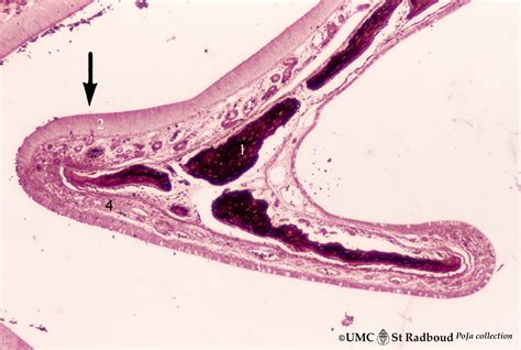 Nasal concha (dog, isolated turbinate bone) | Eccles Health Sciences ...