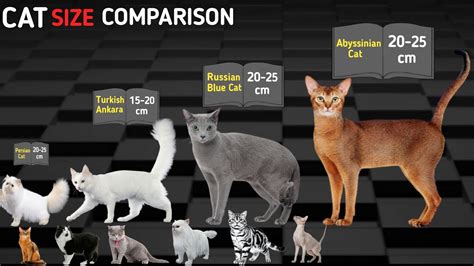 Cat Breeds Size Comparison | Cat size | Animals size - YouTube