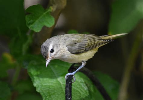 Warbling Vireo | Audubon Field Guide