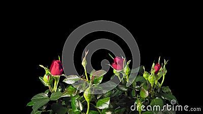 Red Roses Grow, Bloom And Die, Time-lapse With Alpha Stock Footage ...