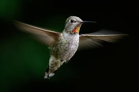 Flying Hummingbird by RobDem | ePHOTOzine