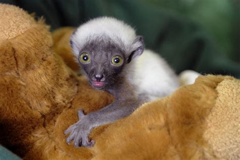 Endangered Baby Sifaka Born at the Maryland Zoo | The Maryland Zoo