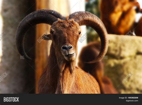 Mountain Goat Horns Image & Photo (Free Trial) | Bigstock