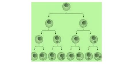 Cell Differentiation: Definition, Types, and Examples