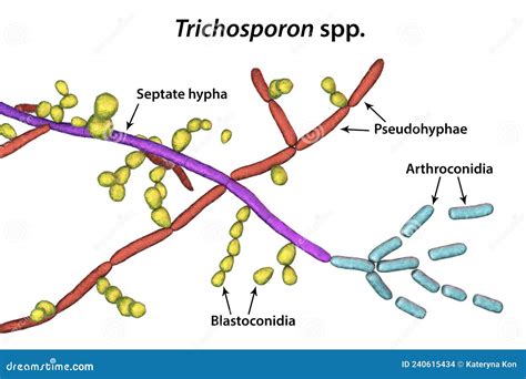 Structure of Fungus Trichosporon, 3D Illustration Stock Illustration ...