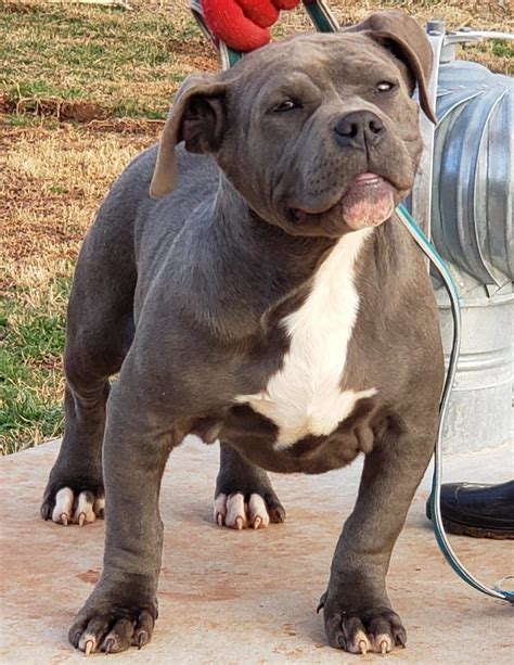 XL AMERICAN BULLY PUPPIES FOR SALE Archives - Mugleston Farms – The ...