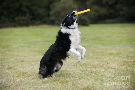 Border Collie With Frisbee Photograph by John Daniels