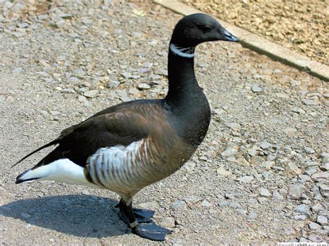 IDENTIFY BRENT GOOSE - WWT SLIMBRIDGE