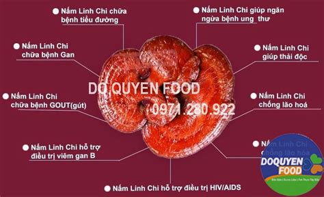 NẤM LINH CHI ĐỎ - DO QUYEN FOOD: Đặc Sản | Dược Liệu | Ẩm Thực Tây Bắc