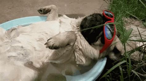 Loungin Around GIF - Pug Lounging Water - Discover & Share GIFs