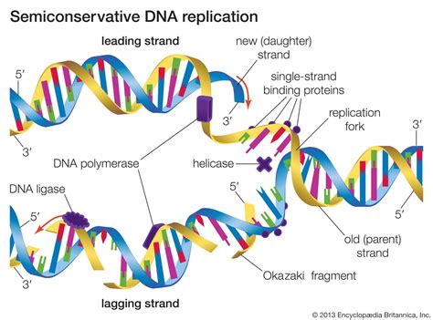 Heredity - DNA Structure, Composition, Genetics | Britannica