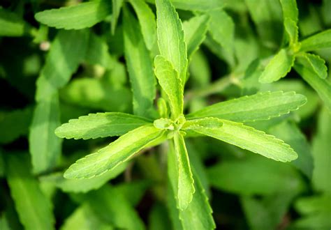 How to Grow and Care for Stevia Plants | Plantly