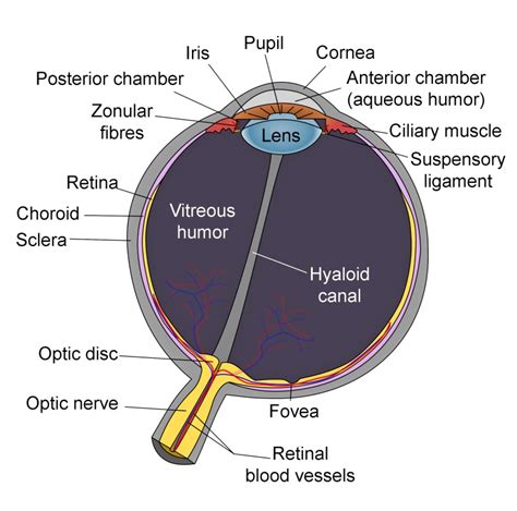 Vitrectomy - StatPearls - NCBI Bookshelf