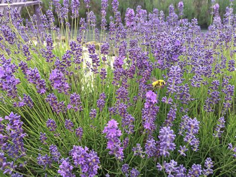 Take a Walk in the Purple at Evergreen Valley Lavender Farm - Open for ...