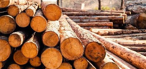 History of Using Timber in Construction Throughout the Ages