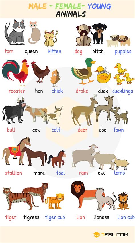 Male, Female & Baby Animal Names In English With Useful Images - 7 E S L