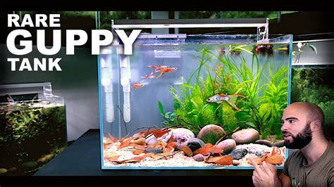 Aquascape Tutorial: RARE GUPPY TANK Natural Style (How To Step By Step ...