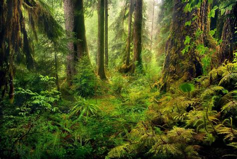 forest floor: mix of ferns, spindly broad-leafs | Rainforest ...