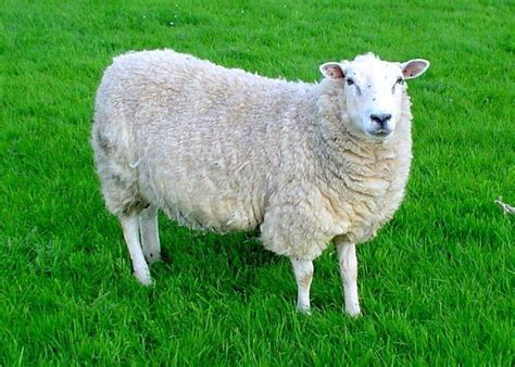 Sheep - Alchetron, The Free Social Encyclopedia