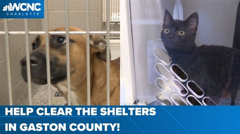 Clear the shelters: How to adopt cats & dogs in Lincoln County | wcnc.com