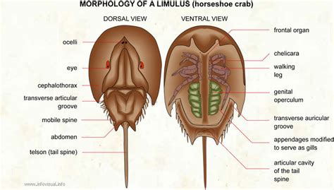 ARTHROPOD